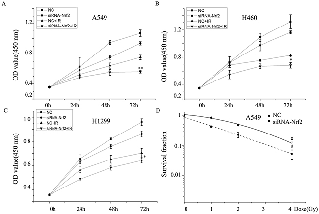 Knockdown of Nrf2 increased enhances radiosensitivity of NSCLC cells.