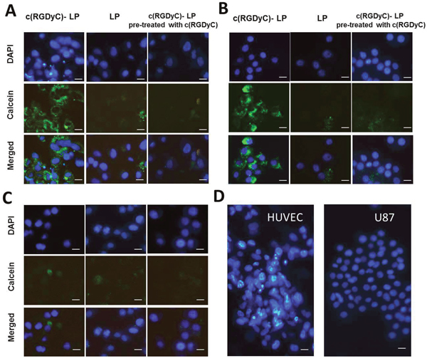 Representative fluorescence images showing selective cellular uptake of c(RGDyC)-LP corresponding to the expression of integrin &#x03B1;v&#x03B2;3, which inhibited by pre-saturation with free c(RGDyC).