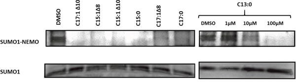 Ginkgolic acids inhibited SUMOylation of NEMO in vitro.