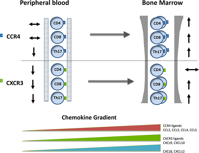 The pattern of chemokine concentration and CXCR3+ and CCR4+ expression on T cell subsets within the blood and bone marrow in patients with paraproteinaemia.