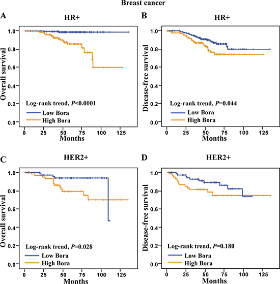 Survival analysis of Bora in HR+ and HER2+ breast cancer patients.