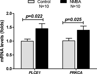 PLCE1 and PRKCA mRNA levels were increased in N-nitrosomethylbenzylamine (NMBA)-treated rat esophageal mucosa.