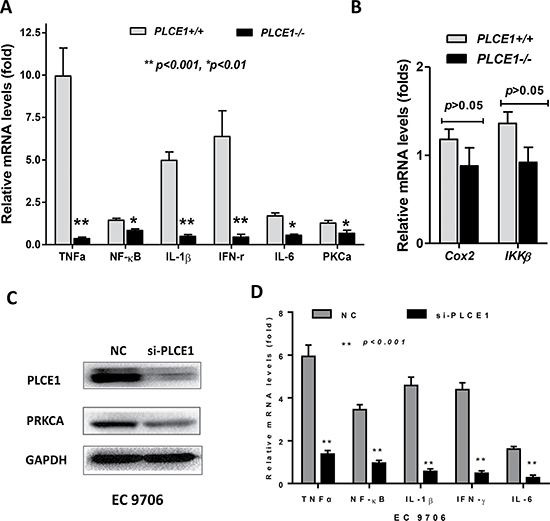 The expression of PRKCA and cytokines was reduced in PLCE1 knockout mouse esophagus and in PLCE1-reduced human ESCC cell line EC9706.