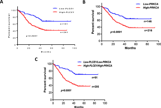 Survival curves for 362 esophageal squamous cell carcinoma (ESCC) patients according to expression patterns of PLCE1 and PRKCA protein in tumor tissues.