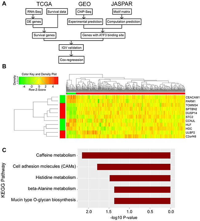 Identified the candidate genes for outcome of CRC.