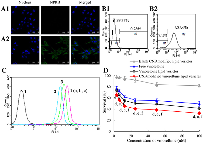 Targeting uptake by brain glioma cells and cytotoxicity.