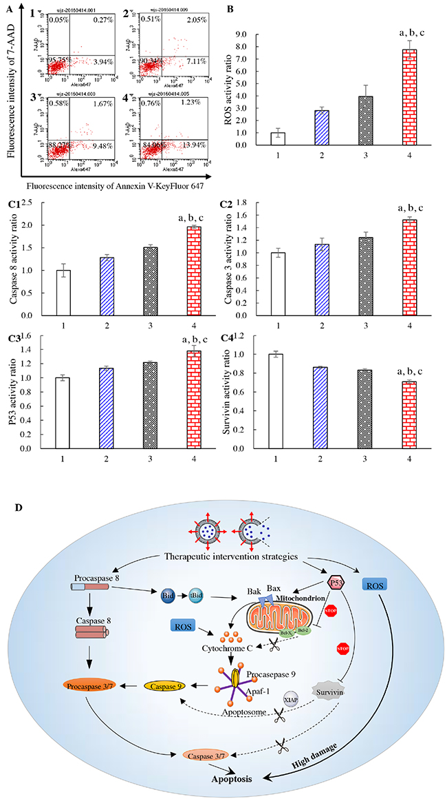 Apoptosis of brain glioma cells and mechanism of action.