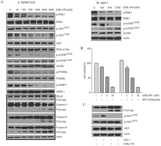 GSK-470 induces apoptosis and overcomes the protective effect of IGF-1 via inhibiting PDK1/AKT/mTORC1 pathway.