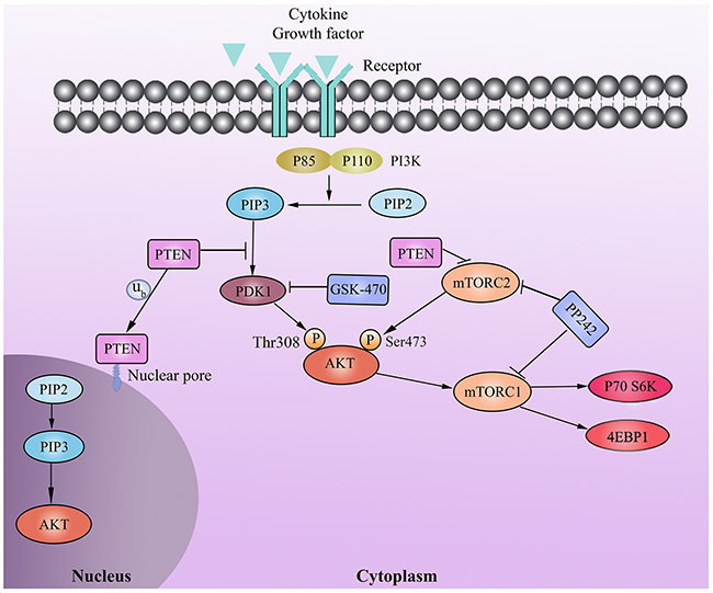 Schematic representation of the signal pathways involved in the combination therapy of GSK-470 and PP242 in MM.