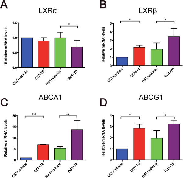 Effect of T0901317 on the expression of LXR&#x03B1; and LXR&#x03B2; and their target genes ABCA1 and ABCG1 in mouse retina.