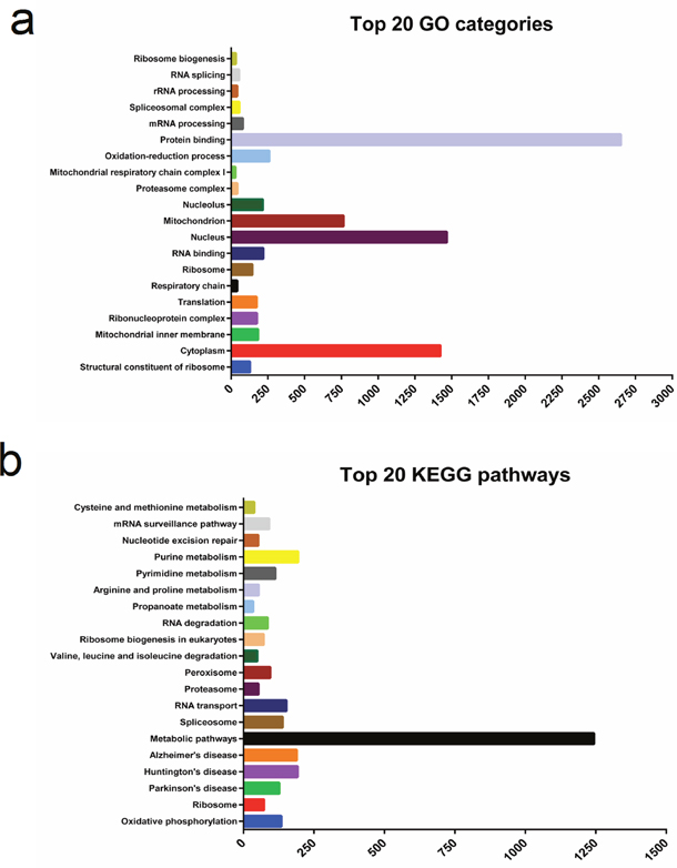 The top 20 Gene Ontology (GO) and Kyoto Encyclopedia of Genes and Genomes pathways (KEGG) of the differentially expressed genes detected in our present study.