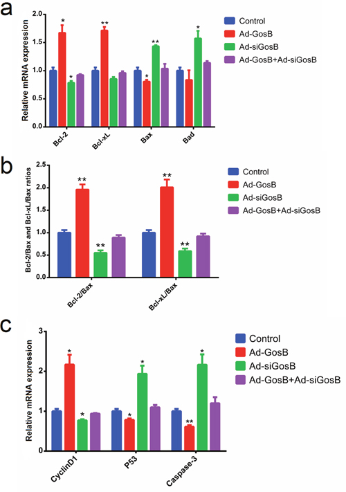 Effects of GosB on the expression of cell survival related genes in murine C2C12 cells.