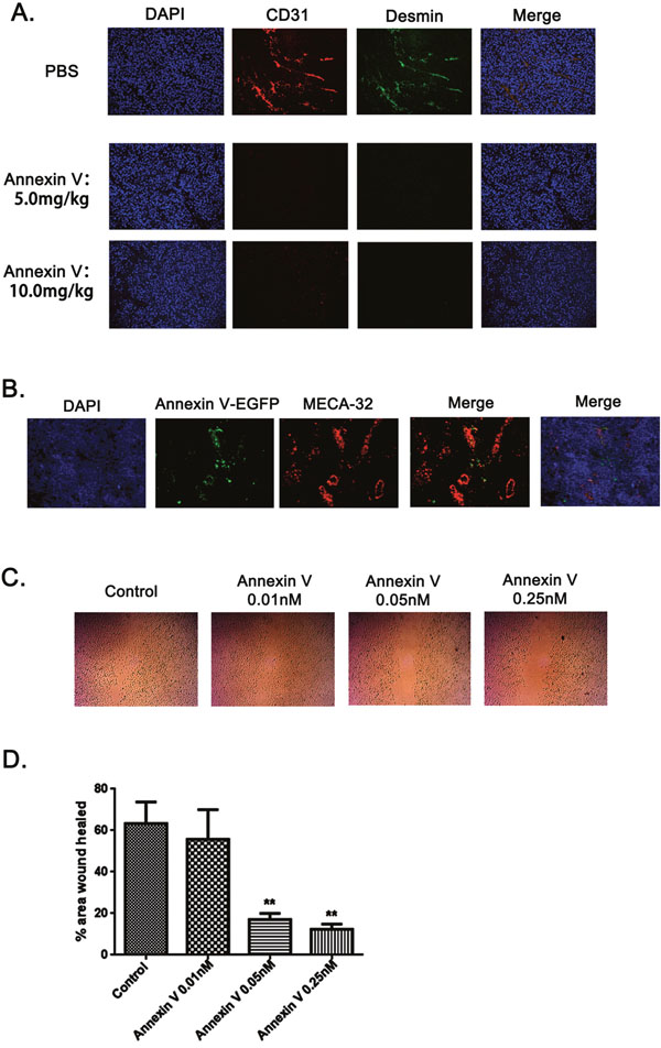 Annexin V targeted tumor vessels and inhibited tumor angiogenesis.