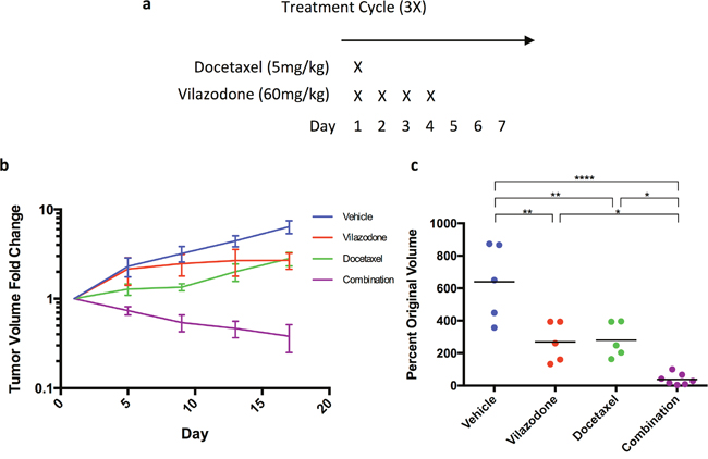 The combination of vilazodone and docetaxel synergistically shrink HCC1954 breast tumor xenografts.