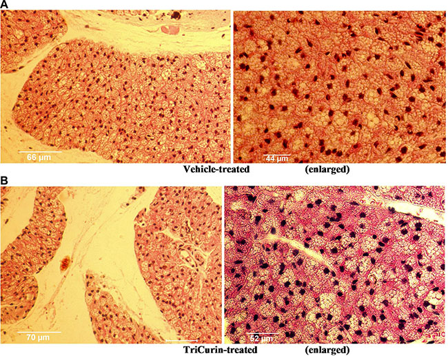 TriCurin is non-toxic to tumor-na&#x00EF;ve mouse tissue.