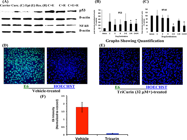 TriCurin causes restoration of p53 and suppression of NF-kB and E6 in HeLa cells.