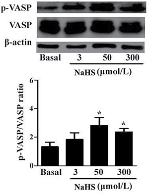 NaHS enhanced the phosphorylation level of VASP in vascular tissues (*p &#x003C; 0.05 as compared with the basal group, n = 8).
