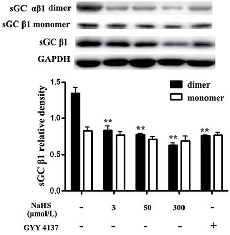Both NaHS and GYY4137 reduced sGC &#x03B1;&#x03B2;1 dimerization in vascular tissues.
