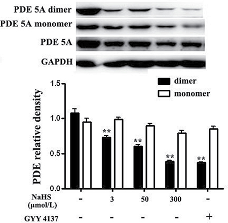 Both NaHS and GYY4137 inhibited the formation of PDE 5A homodimers in vascular tissues.