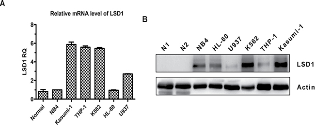 LSD1 expression is elevated in AML cell lines compared with that of normal BMMNCs.