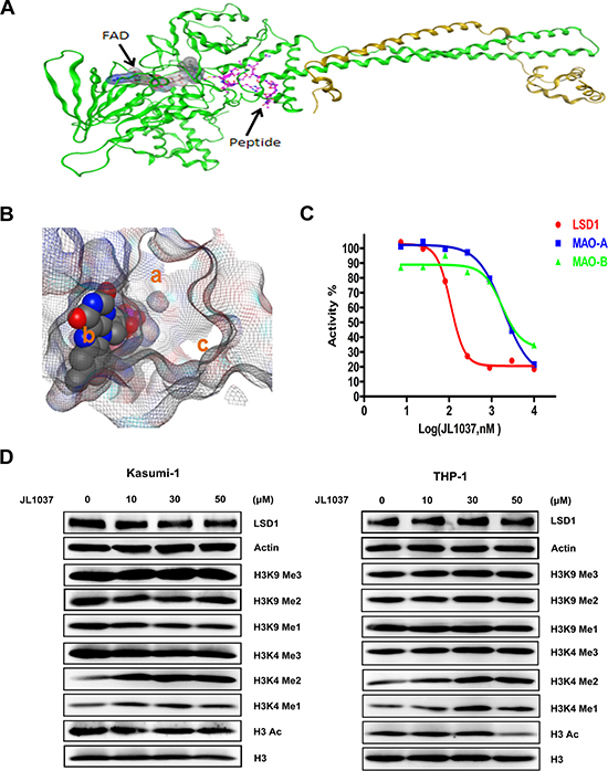 Docking strategy of compound JL1037 and its LSD1 specific inhibitory activity.