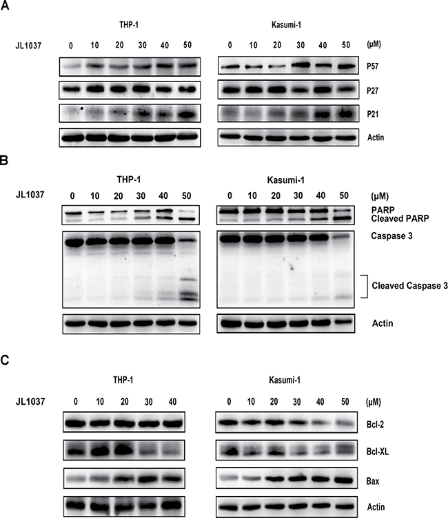 Molecular mechanisms of cell cycle arrest and apoptosis induced by JL1037.