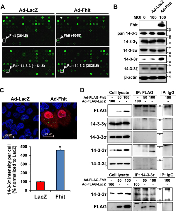 Up-regulation of a 14-3-3 protein in Ad-Fhit-transduced NSCLC cells.