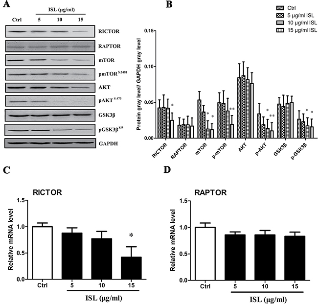 ISL treatment activated mTOR2-AKT-GSK3&#x03B2; signaling.