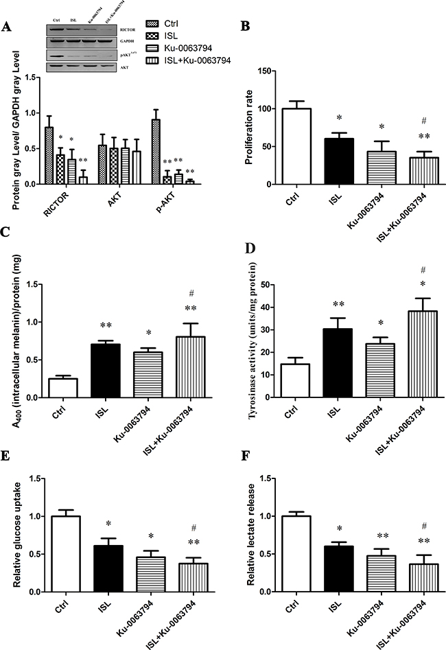 The effect of ISL on mTOR2-AKT-GSK3&#x03B2; signaling using mTOR specific inhibitor Ku-0063794.