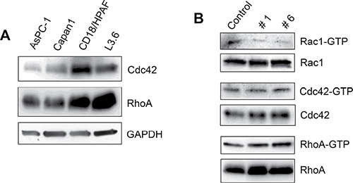 Effect of compounds #1 and #6 on the activities of Cdc42 and RhoA GTPases.