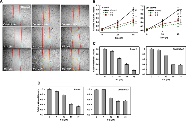 Effect of compounds #1 and #6 on mobility of pancreatic cancer cells.