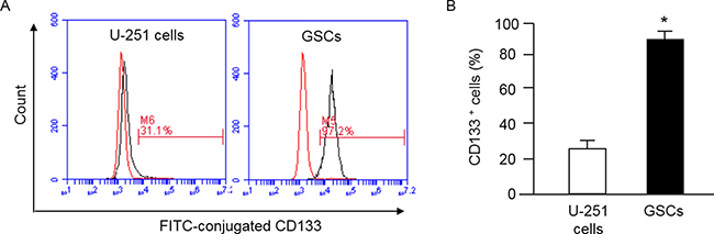 MACS purification of GSCs from U-251 cells and characterization of GSCs by flow cytometry.