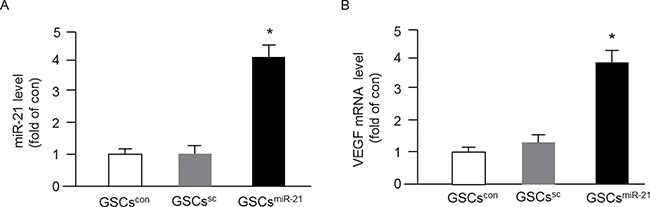 Up-regulation of miR-21 by miR-21 mimic transfection increased VEGF mRNA expression in GSCs.