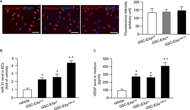 Incorporation of various GSC-EXs into ECs and GSC-EXsmiR-21 had better effects on increasing miR-21 level and VEGF secretion of ECs.