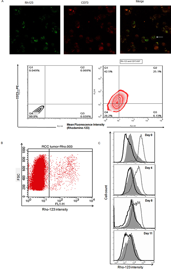 Rhohigh cells possess CSC properties and may co-displayed with Cell Marker CD73 in ccRCC specimens.