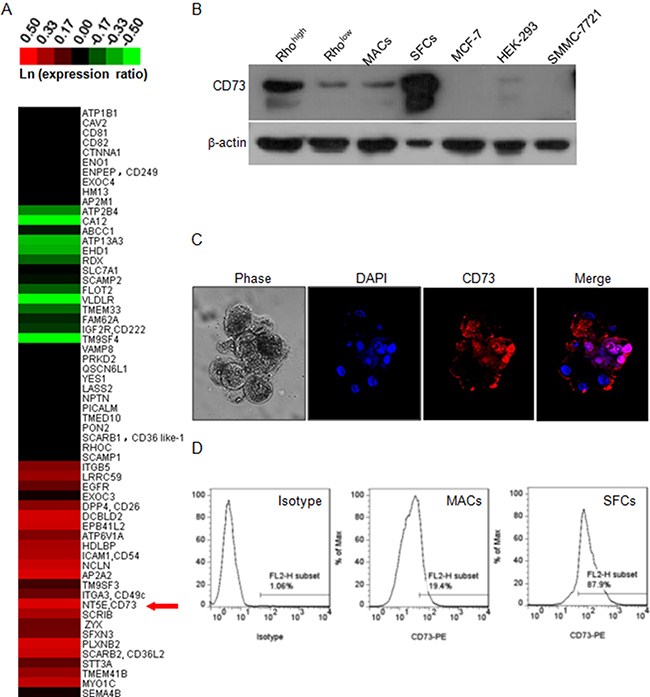 Identification of CD73 as a candidate biomarker of ccRCC CSC.