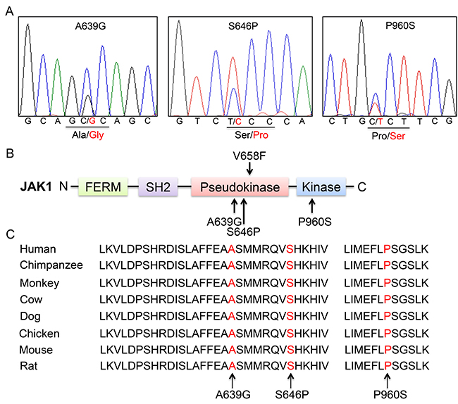 Somatic non-synonymous mutations in conserved residues of JAK1.