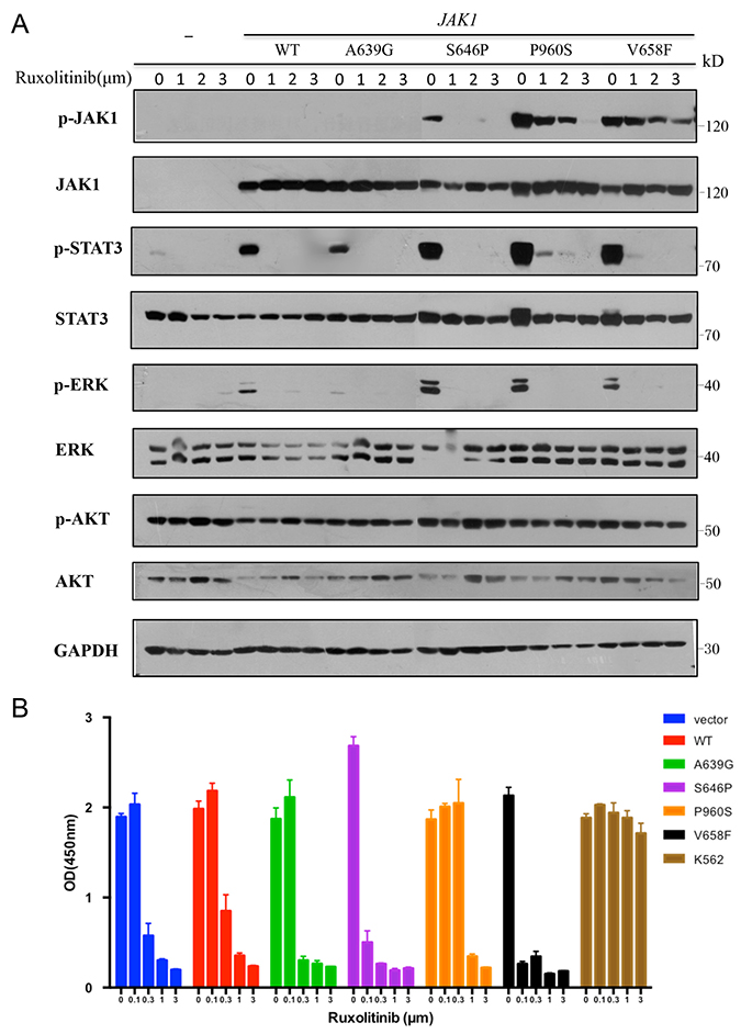 JAK1 S646P mutation exhibits increased sensitivity to JAK1/2 inhibitor.