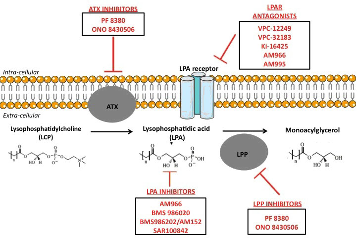 Figure 1 : Experimental treatments targeting LPA pathways.