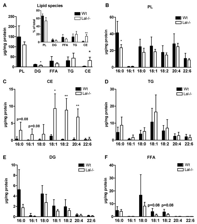 Accumulation of 18:1, 18:2, and 20:4 in CE fraction of Lal-/- macrophages.