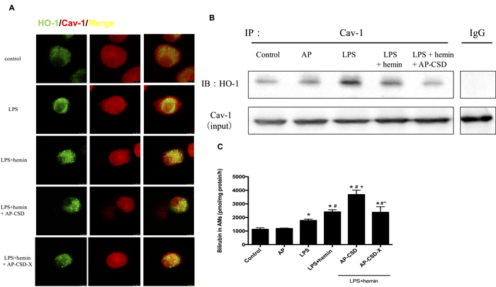 CSD peptides decreased interaction between HO-1 and Cav-1, and induced the HO-1 activity in alveolar macrophages.