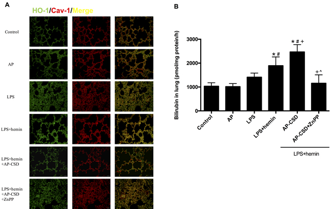 Figure: 5: CSD peptides decreased the interaction of HO-1 and Cav-1, and increased the HO-1 activity in LPS-challenged mice.