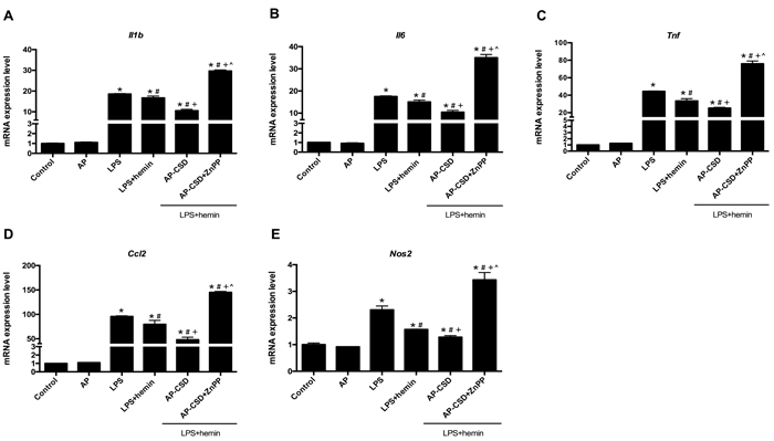 CSD peptides repressed the expression of pro-inflammatory genes in LPS-induced acute lung injury of mice.