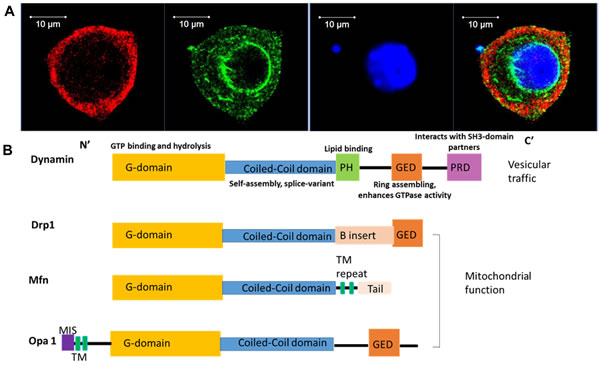 Distinct localization of dynamin isoforms in the peripheral neurons highlights their distinct functional importance.