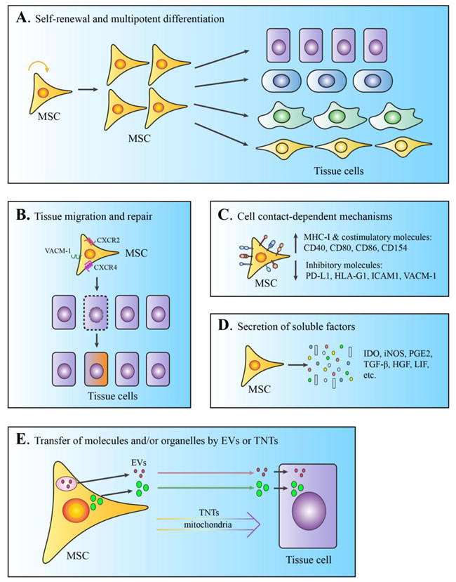 Schematic demonstration of the diverse mechanisms involved in MSCs-mediated tissue repair.