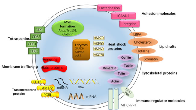 Structure and contents of exosomes.