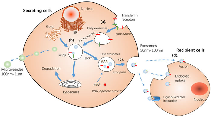 Schematic illustration of Release of MVs and exosomes.