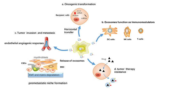 Cellular processes affected by exosomes-mediated signaling in breast cancer.