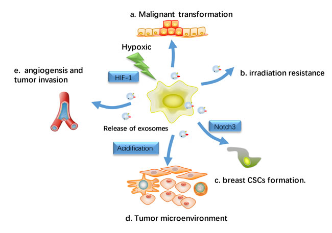 Hypoxic effects on exosomes-Influenced metastasis.