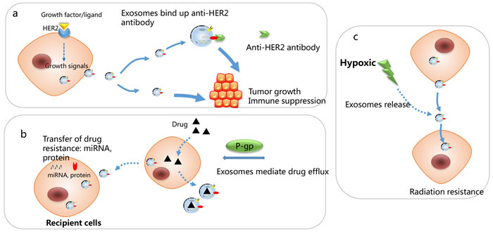 Mechanisms responsible for exosomes-associated drug resistance.